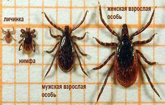 Ростовскую область атакуют клещи