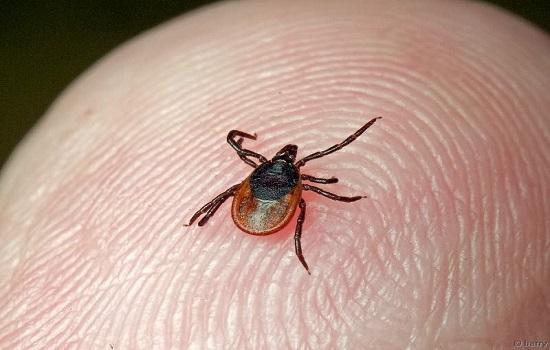Клещи перешли в масштабную атаку на жителей области